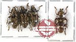 Scientific lot no. 47 Cerambycidae (Tmesisternus spp.) (4 pcs - 2 pcs A-, 1 pc A2)