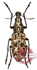 Mecotropis insignis Pascoe, 1862