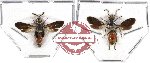Scientific lot no. 70 Hymenoptera (2 pcs)