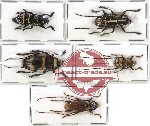 Scientific lot no. 49 Cerambycidae (5 pcs)
