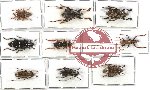 Scientific lot no. 48 Cerambycidae (9 pcs A, A-, A2)