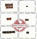 Scientific lot no. 15 Nitidulidae (31 pcs)