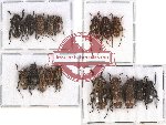 Scientific lot no. 64 Cerambycidae (18 pcs A, A-, A2)