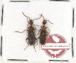 Scientific lot no. 29 Meloidae (2 pcs)