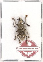 Scientific lot no. 52 Anthribidae (Rawasia ritsemae) (1 pc)