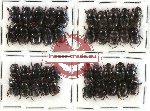 Scientific lot no. 269 Coprophaga (Onthophagus spp.) (40 pcs)