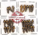 Scientific lot no. 12A Cantharidae (26 pcs)