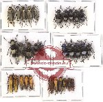 Scientific lot no. 65 Cerambycidae (31 pcs A, A-, A2)