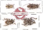 Scientific lot no. 11 Cerambycidae (4 pcs)