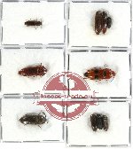Scientific lot no. 45 Eucnemidae (10 pcs - 2 pcs A2)