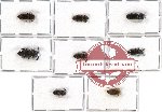 Scientific lot no. 40 Eucnemidae (8 pcs - 2 pcs A2)