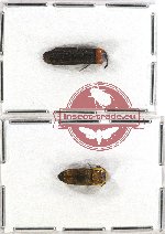 Scientific lot no. 44 Eucnemidae (2 pcs A2)