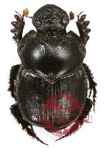 Onthophagus sp. 1