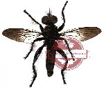 Diptera sp. 3 (SPREAD)