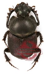 Onthophagus sp. 6 (A-)