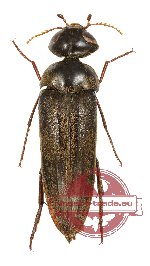 Macrotomoxia castanea Pic (A2)
