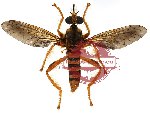 Diptera sp. 9 (SPREAD)