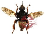 Diptera sp. 12 (SPREAD)