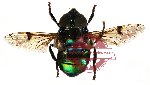 Diptera sp. 13 (SPREAD)