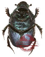 Onthophagus sp. 6A