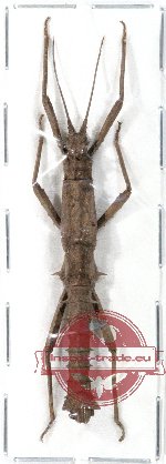 Pylaemenes coronatus (A-)
