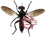 Diptera sp. 16 (SPREAD)