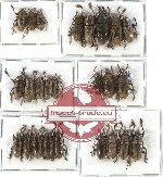 Scientific lot no. 58 Cerambycidae (25 pcs A-, A2)
