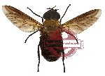 Diptera sp. 19 (SPREAD)