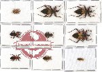 Scientific lot no. 139 Heteroptera (Reduvidae) (9 pcs - 3 pcs A2)