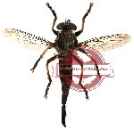 Diptera sp. 24 (SPREAD)