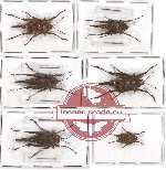 Scientific lot no. 11A Orthoptera (6 pcs - 2 pcs A2)