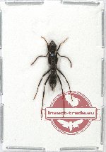 Formicidae sp. 46
