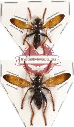 Scientific lot no. 12 Diptera
