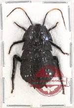 Blattodea sp. 38 (Catara rugosicollis) (A-)