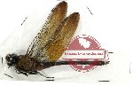 Odonata sp. 58 Anax sp.
