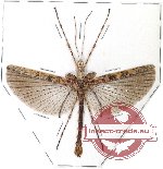Phasmidae sp. 47 (AA-) (Xeroderus sp.)
