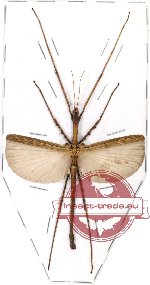 Phasmidae sp. 44 (Dimorphodes sp.)