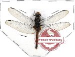 Odonata sp. 49 Libellulidae (Orthetrum ?)