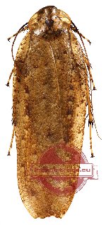 Blattodea sp. 5