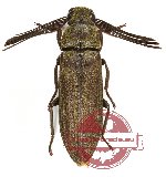 Callirhipidae sp. 6