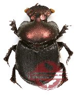 Onthophagus sp. 15
