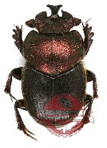 Onthophagus sp. 14
