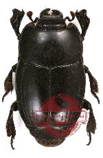 Histeridae sp. 5