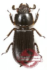 Passalidae sp. 31