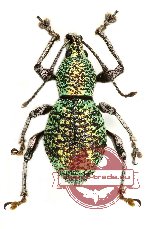 Curculionidae sp. 64