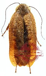 Blattodea sp. 8 (A2)