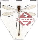 Odonata sp. 47 Coenagrionidae