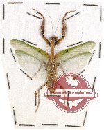 Ephippiomantis ophirensis