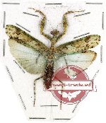 Mantidae sp. 17