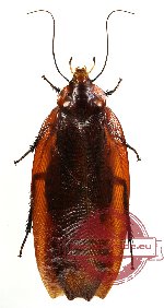 Blattodea sp. 12 (A- antenna)
